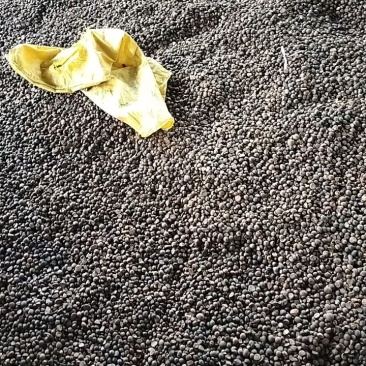 油茶籽