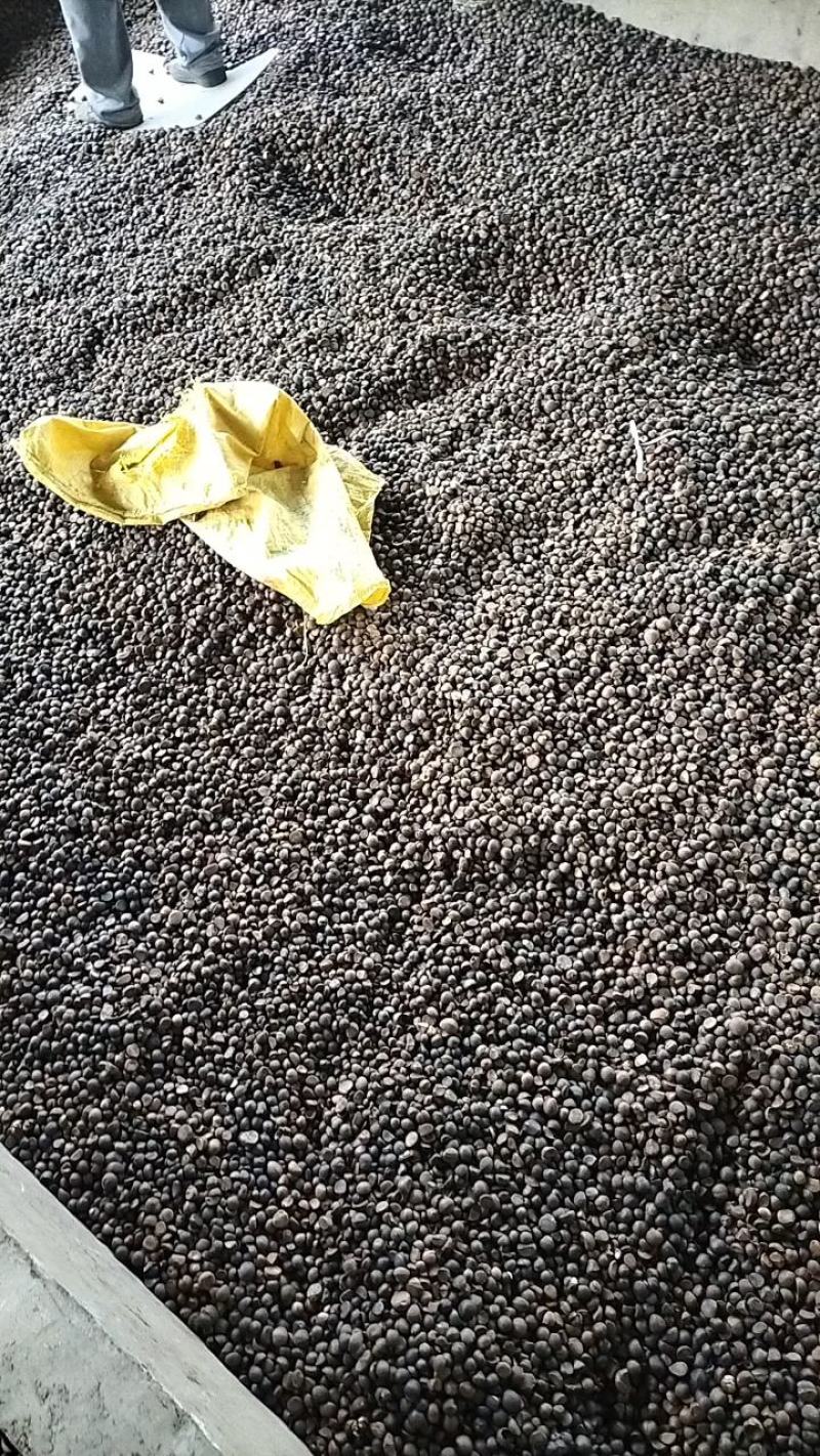 油茶籽