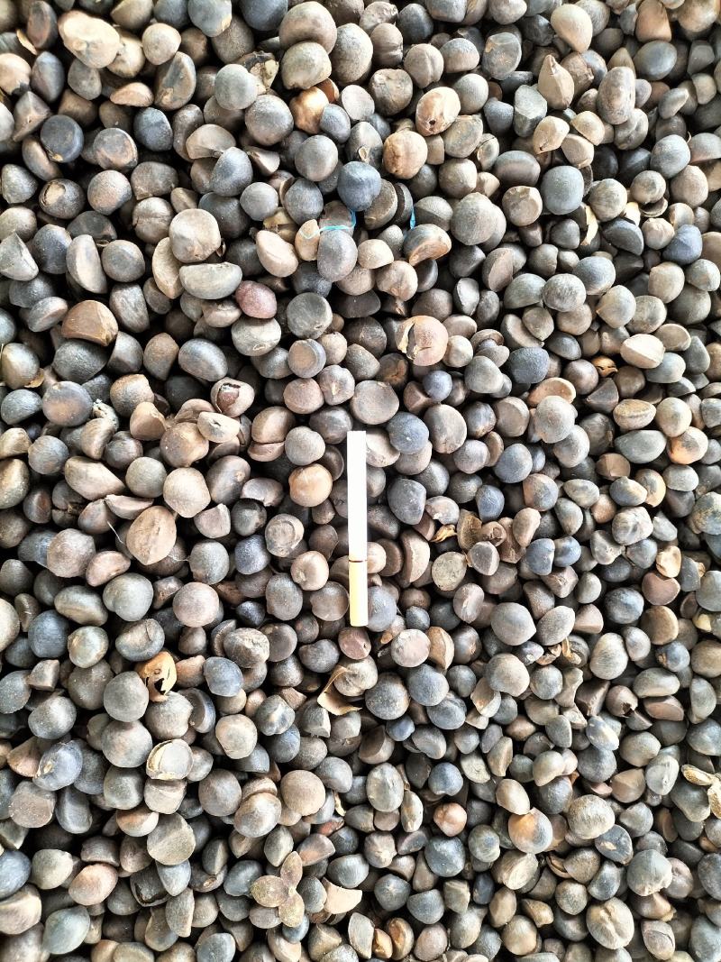 油茶籽