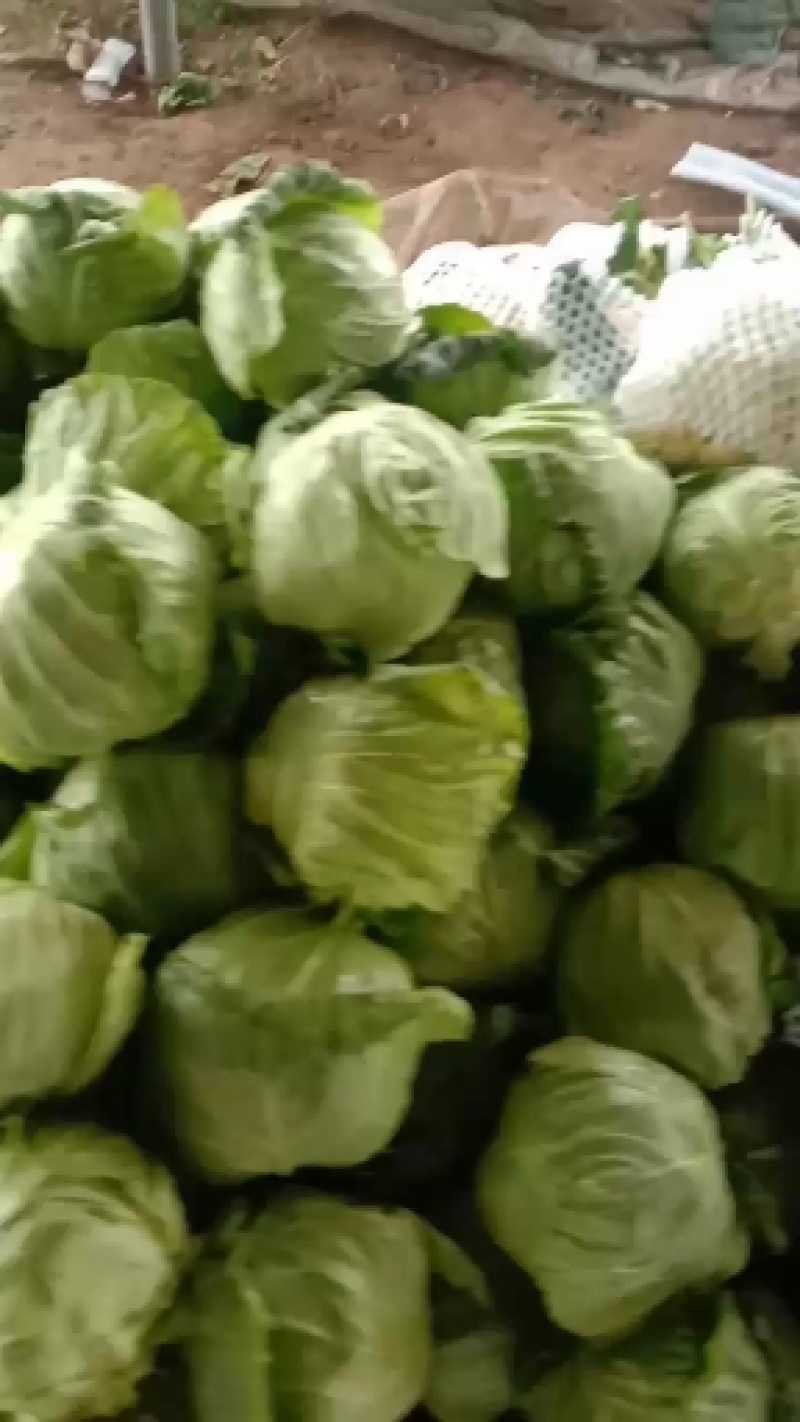 山东甘蓝菜货源充足价格不高保质保量全国发货