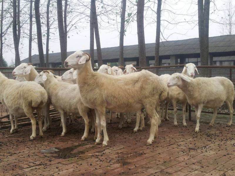 纯种小尾寒羊小羊羔活羊纯种绵羊怀孕母羊种公羊澳洲白羊黑头