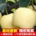 正宗梨树一米以上奥红一号早肃红梨玉露香秋月梨苗