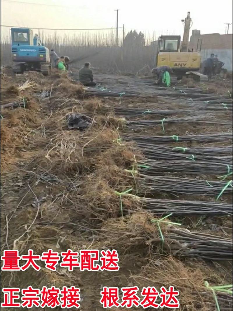 正宗梨树一米以上奥红一号早肃红梨玉露香秋月梨苗