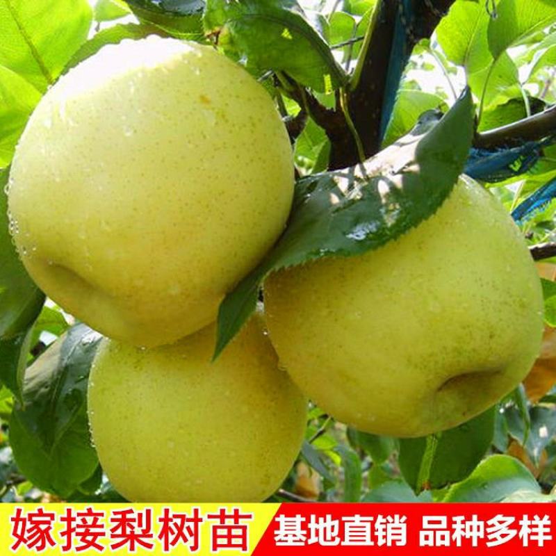 正宗梨树一米以上奥红一号早肃红梨玉露香秋月梨苗