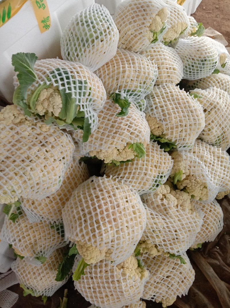 山东日照莒县蔬菜种植基地有机花货源充足，欢迎新老客户