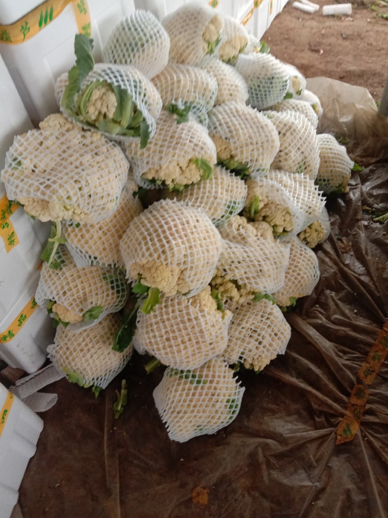 山东日照莒县蔬菜种植基地有机花货源充足，欢迎新老客户