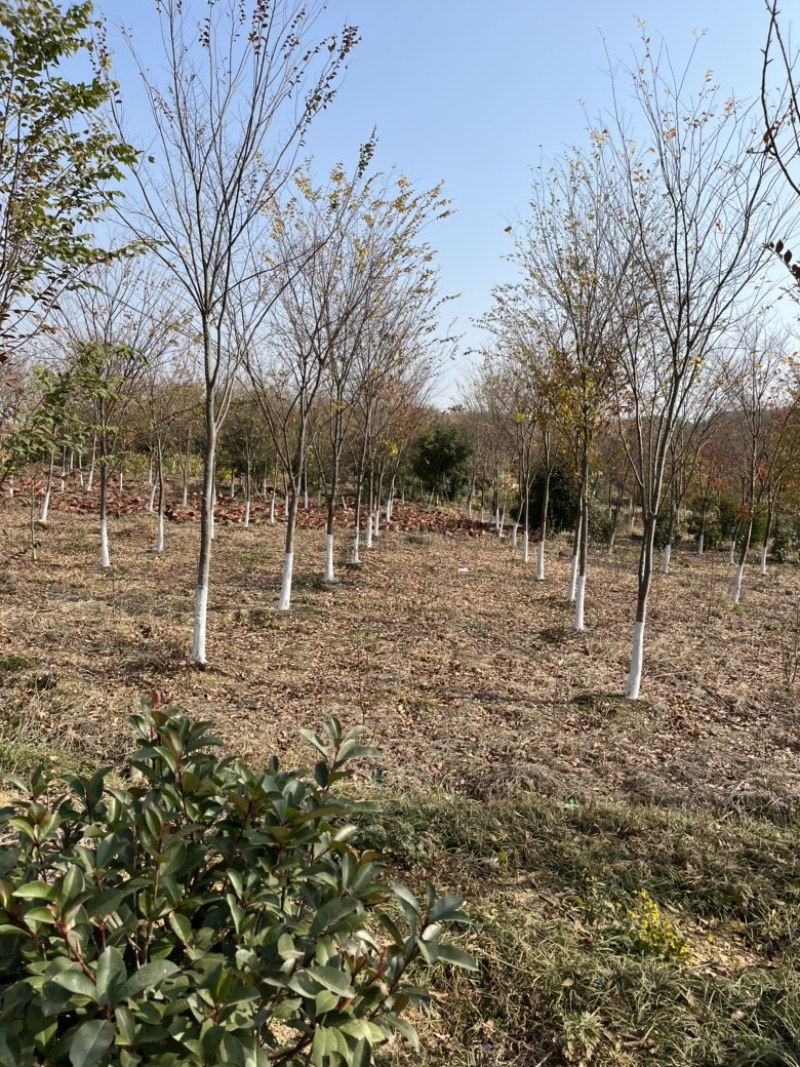 榉树，大量10-15公分榉树。