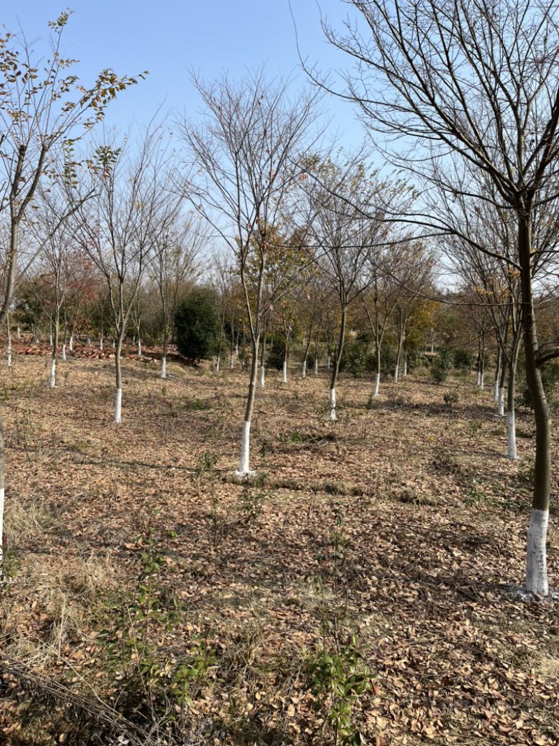 榉树，大量10-15公分榉树。