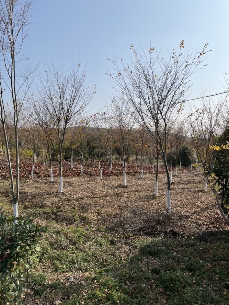 榉树，大量10-15公分榉树。