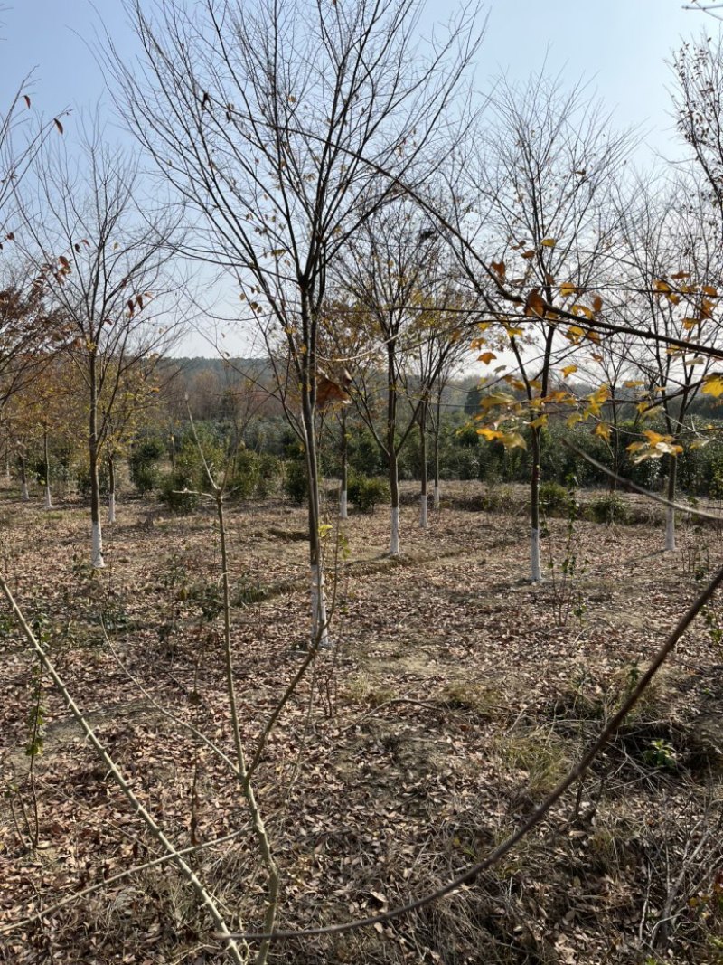 榉树，大量10-15公分榉树。