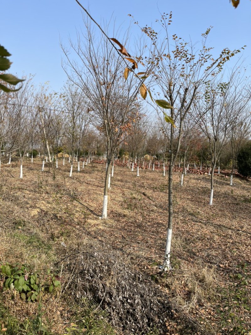 榉树，大量10-15公分榉树。
