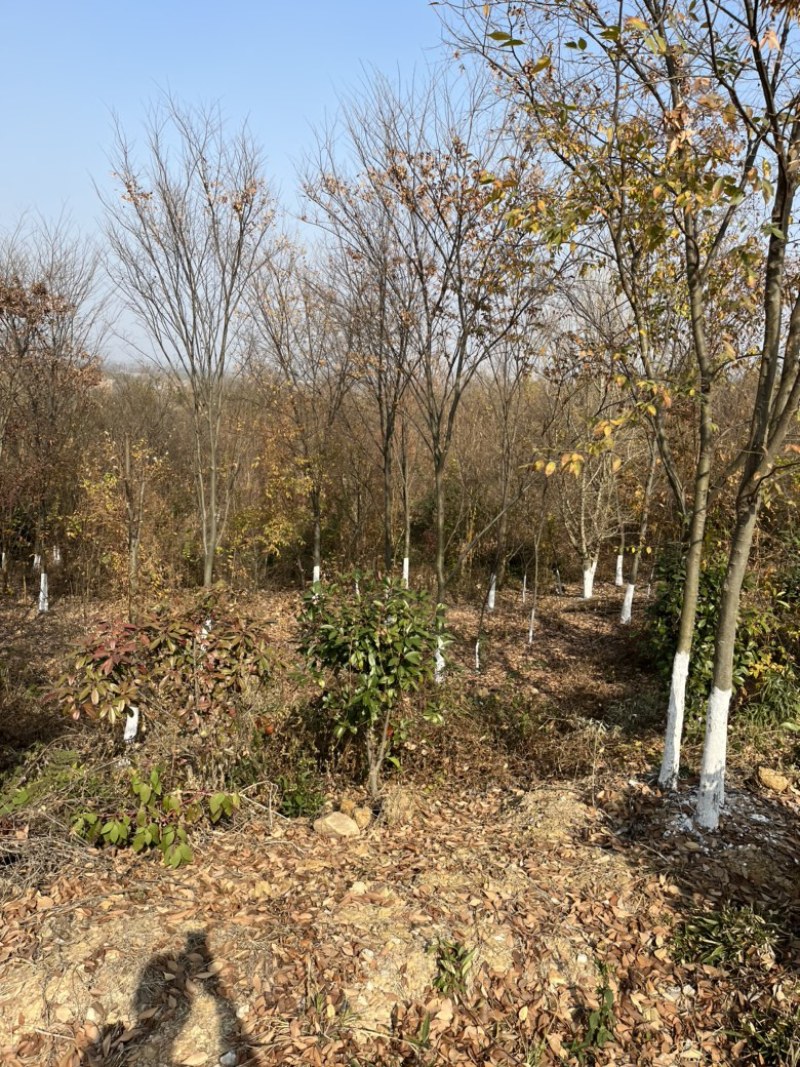 榉树，大量10-15公分榉树。