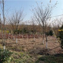 榉树，大量10-15公分榉树。