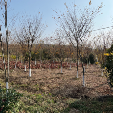 榉树，大量10-15公分榉树。