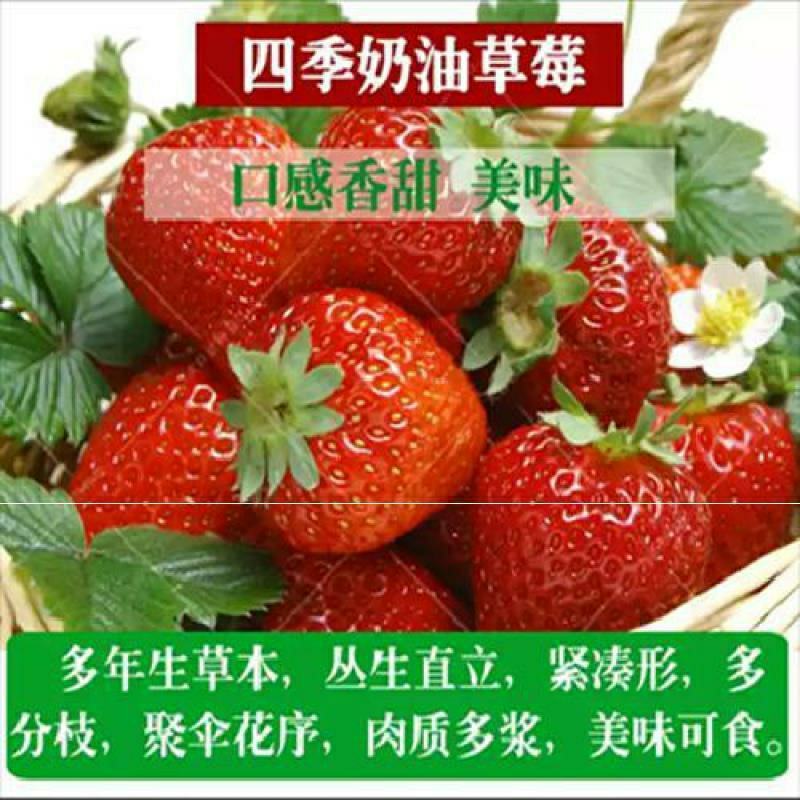 优质草莓苗天使蜜香桃熏淡雪雪兔白草莓带花带果发货
