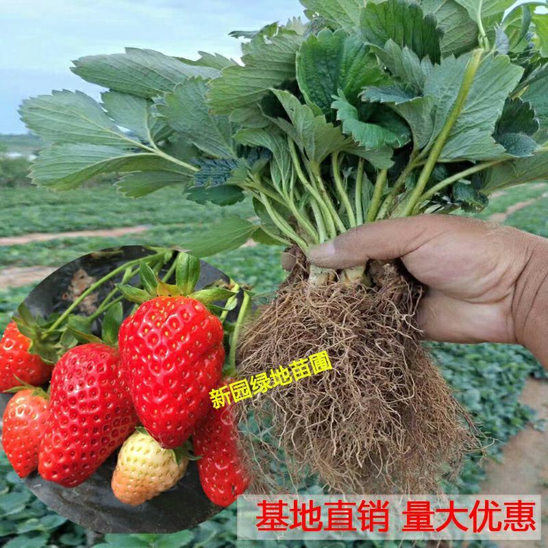 优质草莓苗天使蜜香桃熏淡雪雪兔白草莓带花带果发货