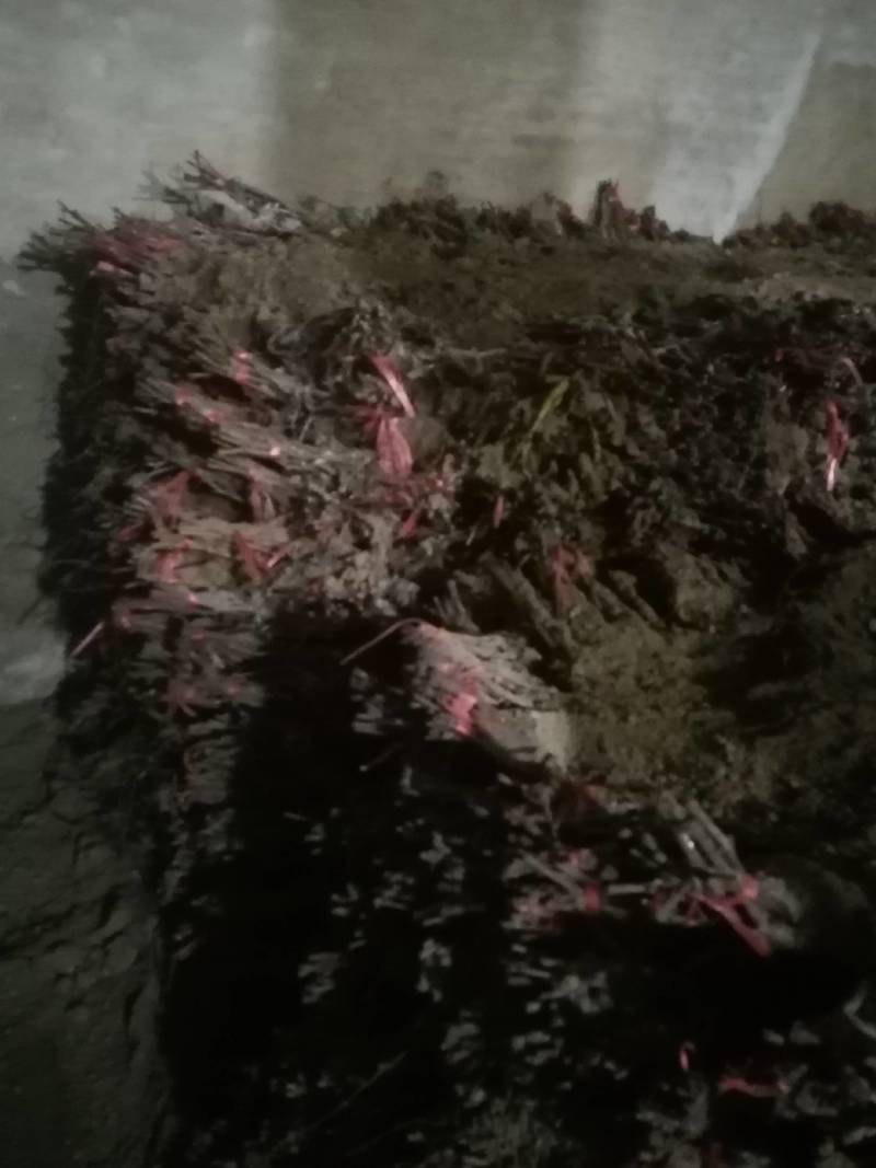 葡萄苗