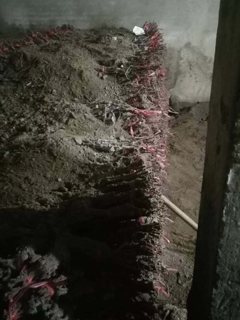 葡萄苗