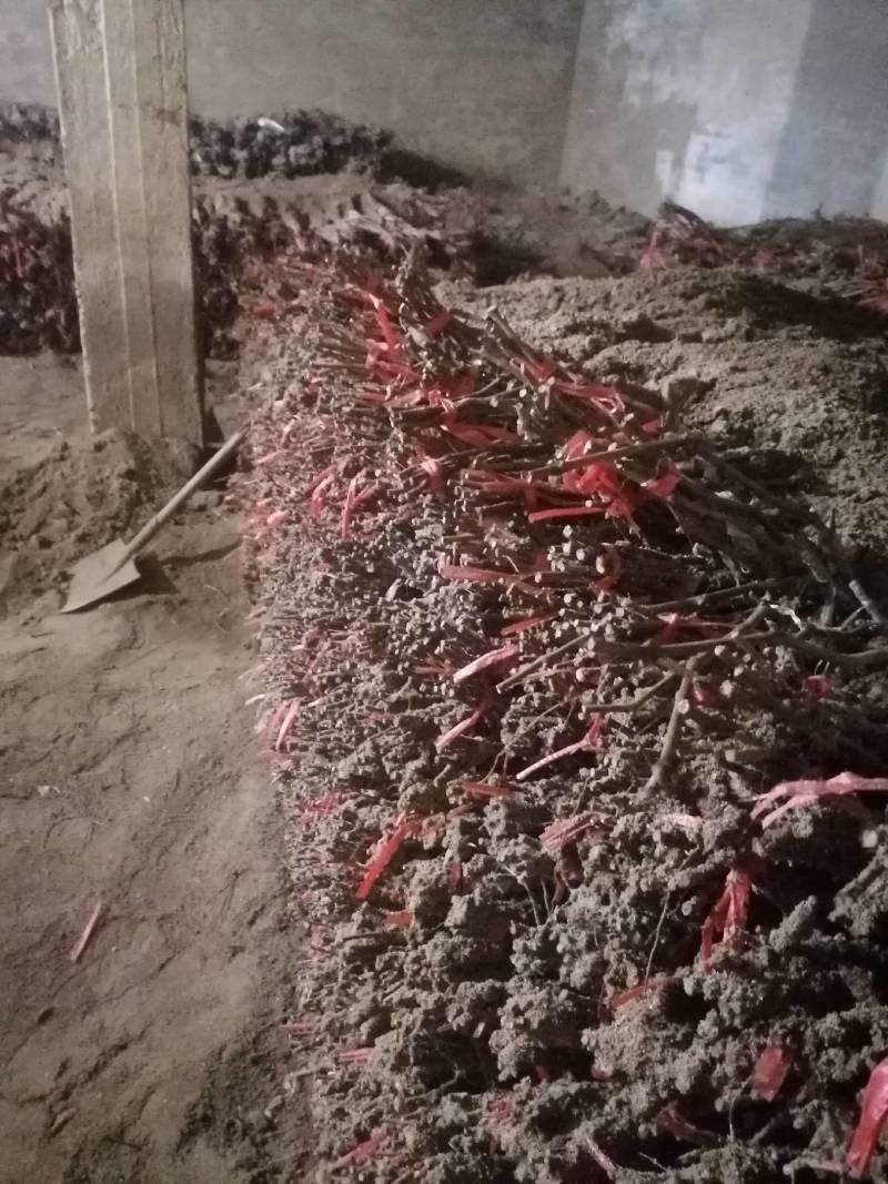 葡萄苗