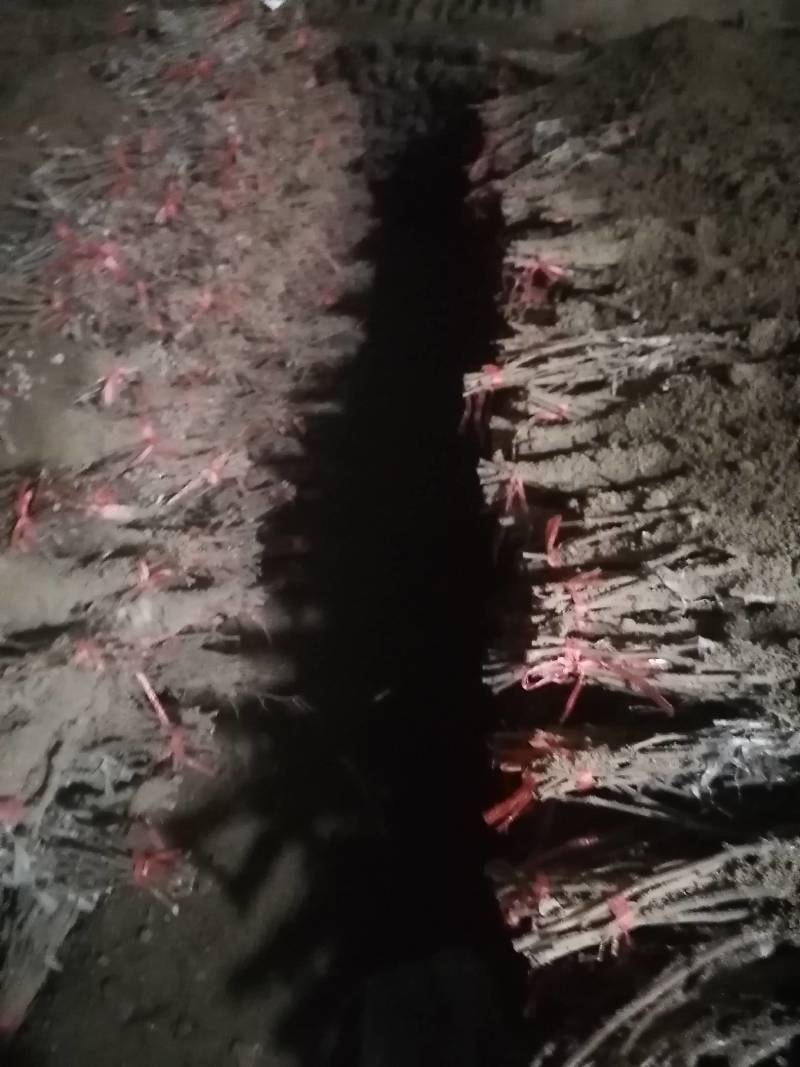 葡萄苗