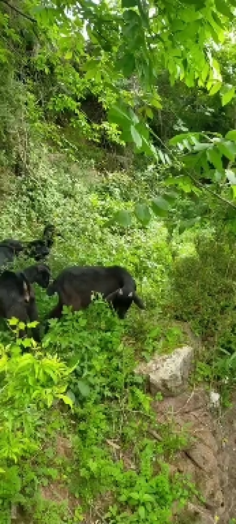 常年出售金堂黑山羊努比亚黑山羊，提供优质种羊，羊苗等