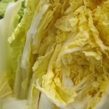 精品黄心娃娃菜质量高品质优