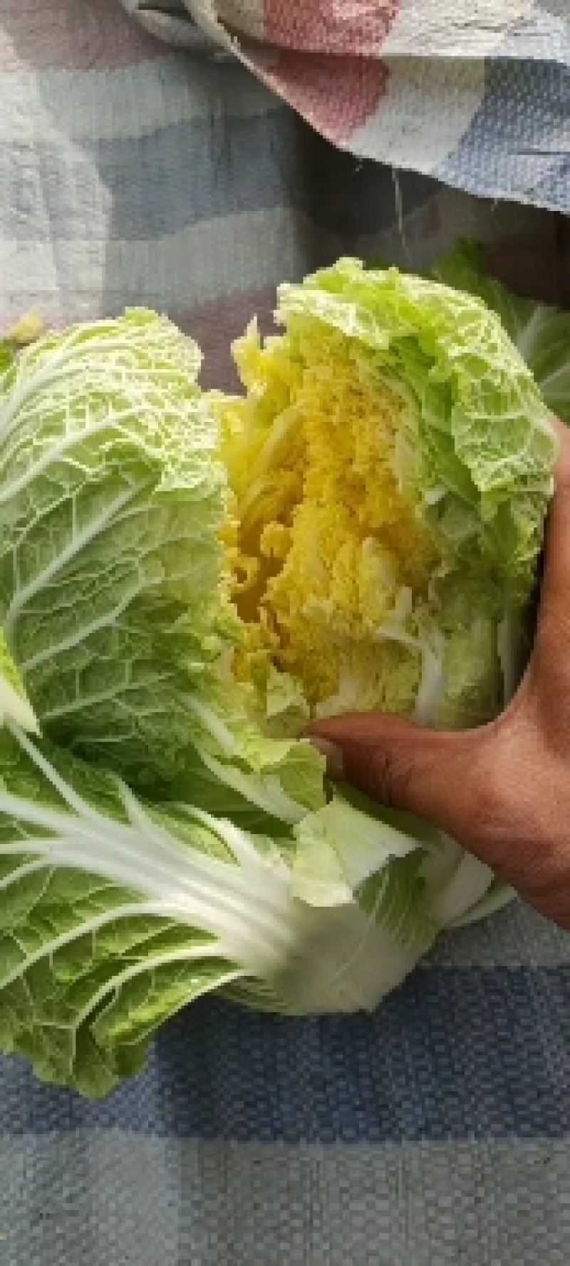 精品黄心娃娃菜质量高品质优