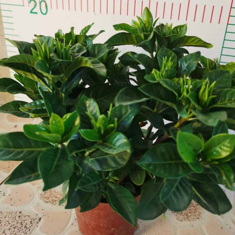 栀子花