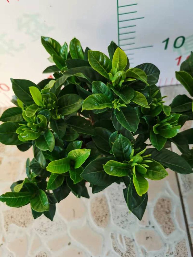 栀子花