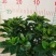 栀子花