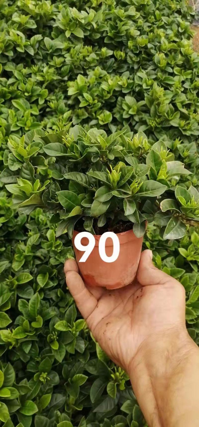 栀子花