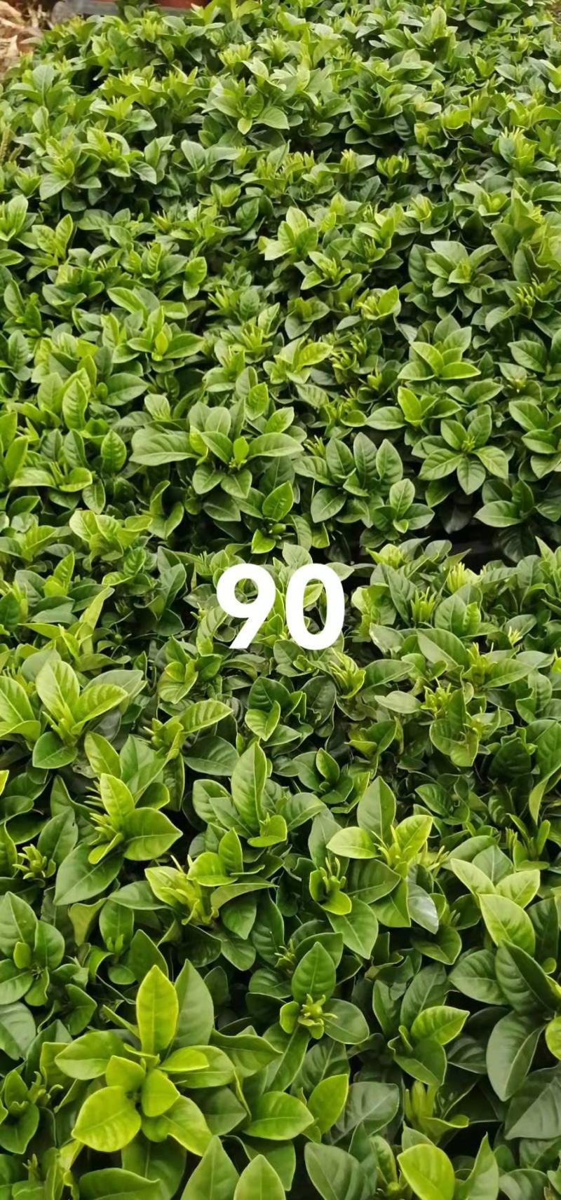 栀子花