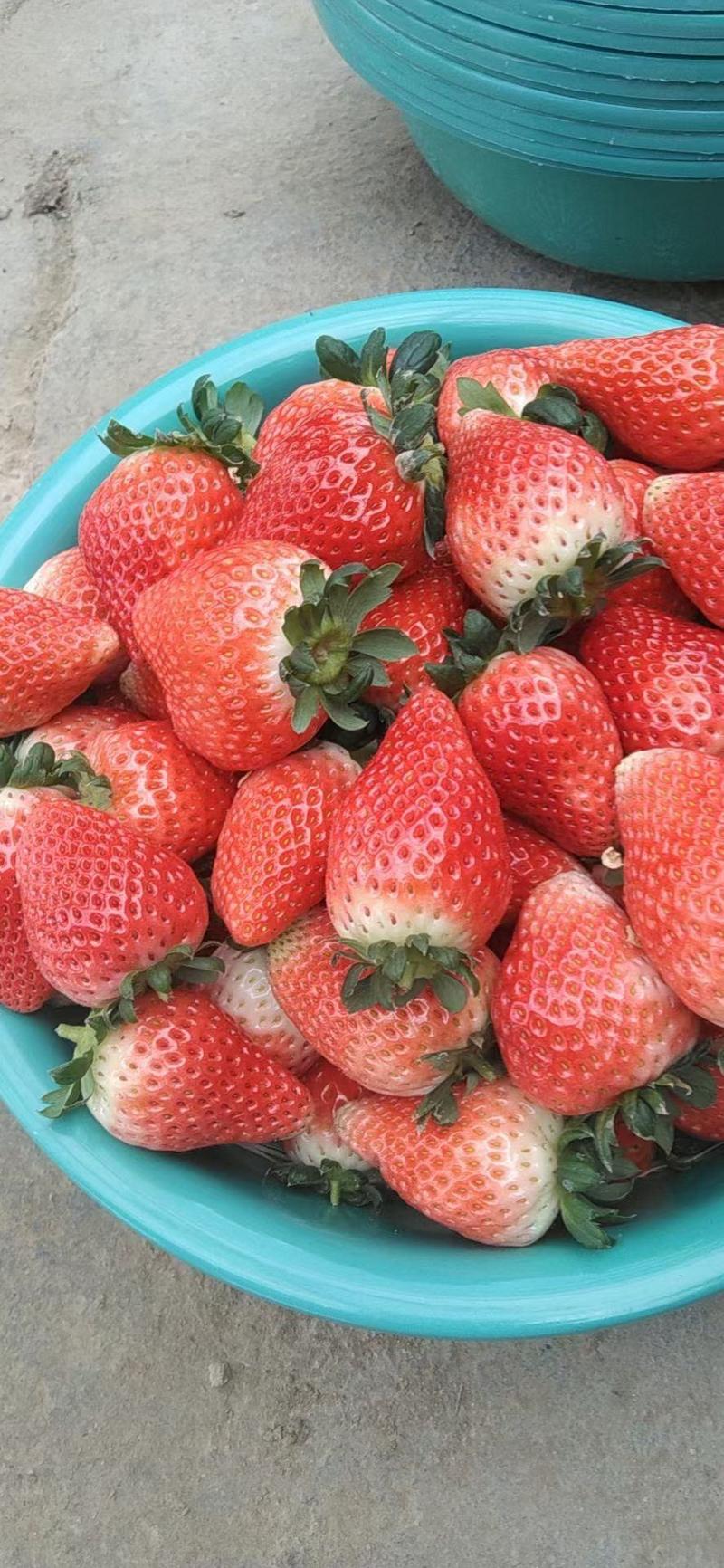 【精品】天仙醉妙香草莓货量充足量大从优欢迎选购！