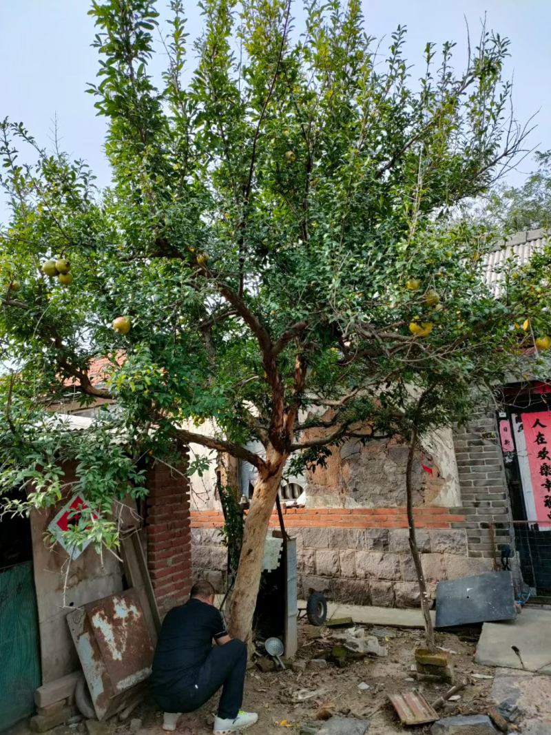 石榴树高杆石榴树造型石榴树丛生石榴古石榴树