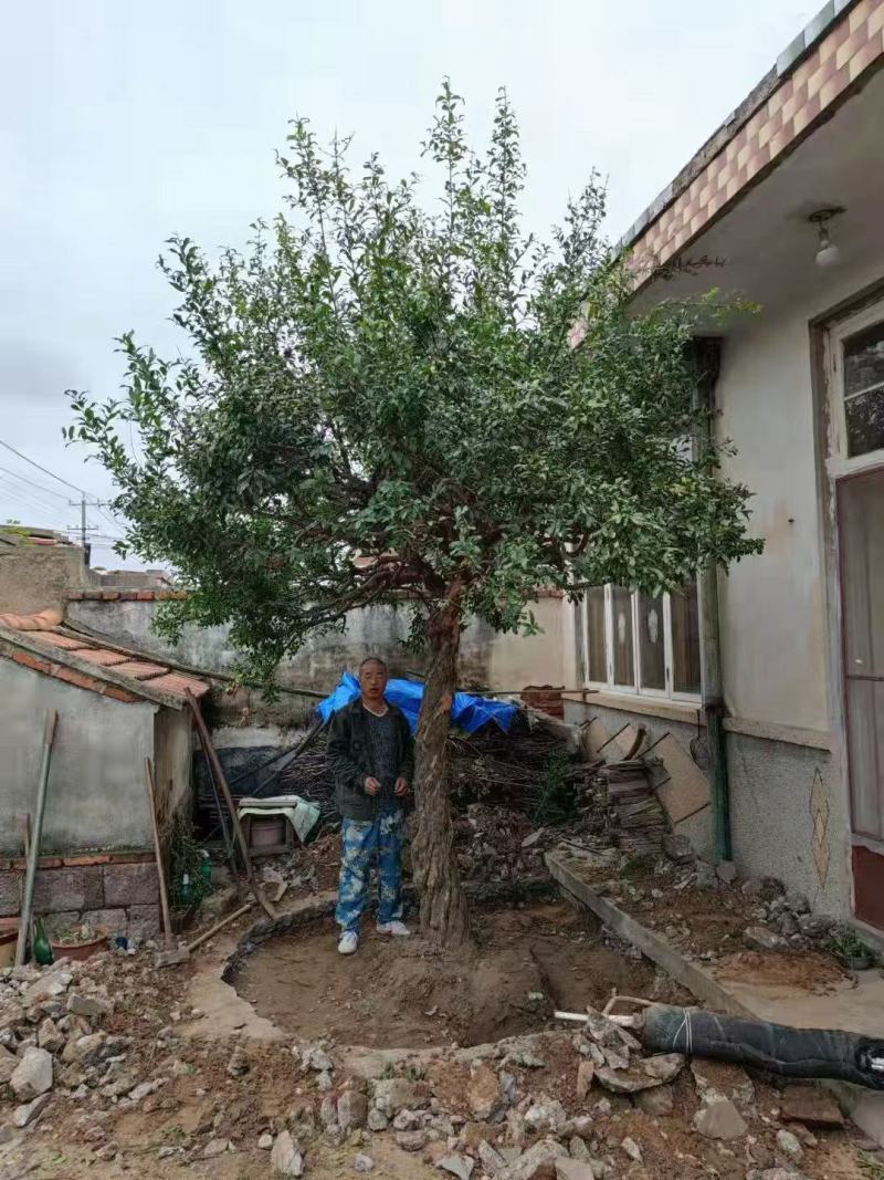 石榴树高杆石榴树造型石榴树丛生石榴古石榴树