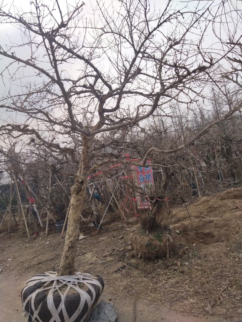 石榴树高杆石榴树造型石榴树丛生石榴古石榴树