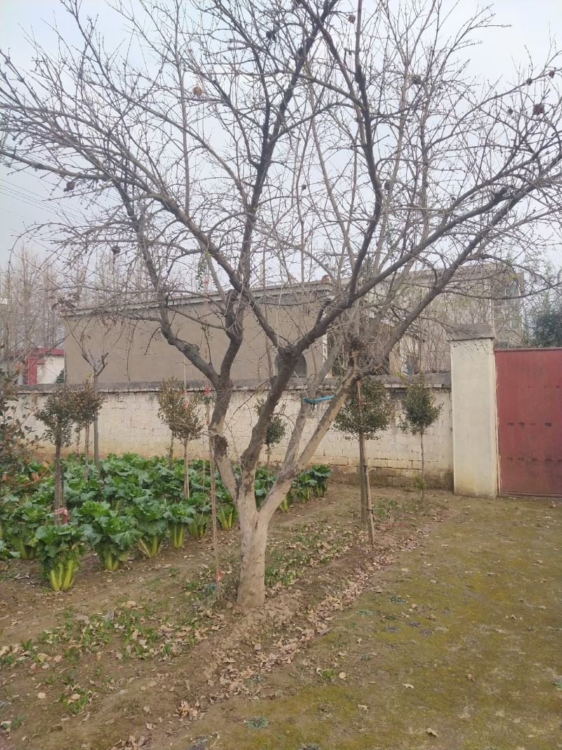 石榴树高杆石榴树造型石榴树丛生石榴古石榴树
