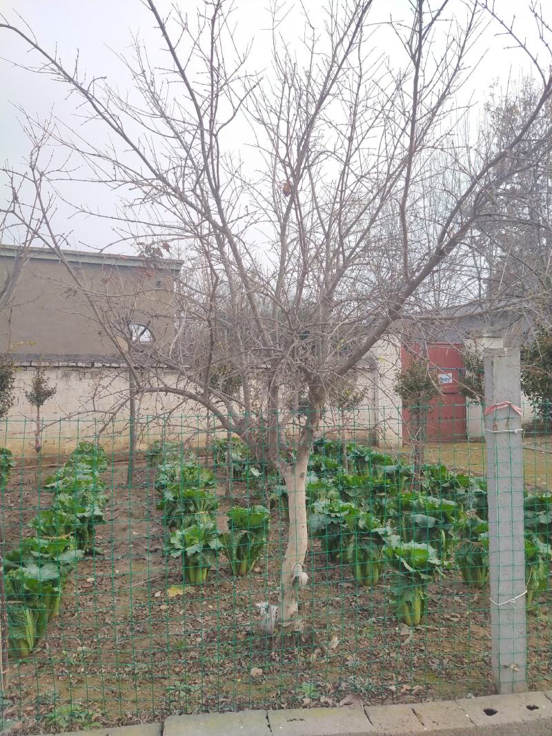石榴树高杆石榴树造型石榴树丛生石榴古石榴树