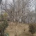 石榴树高杆石榴树造型石榴树丛生石榴古石榴树