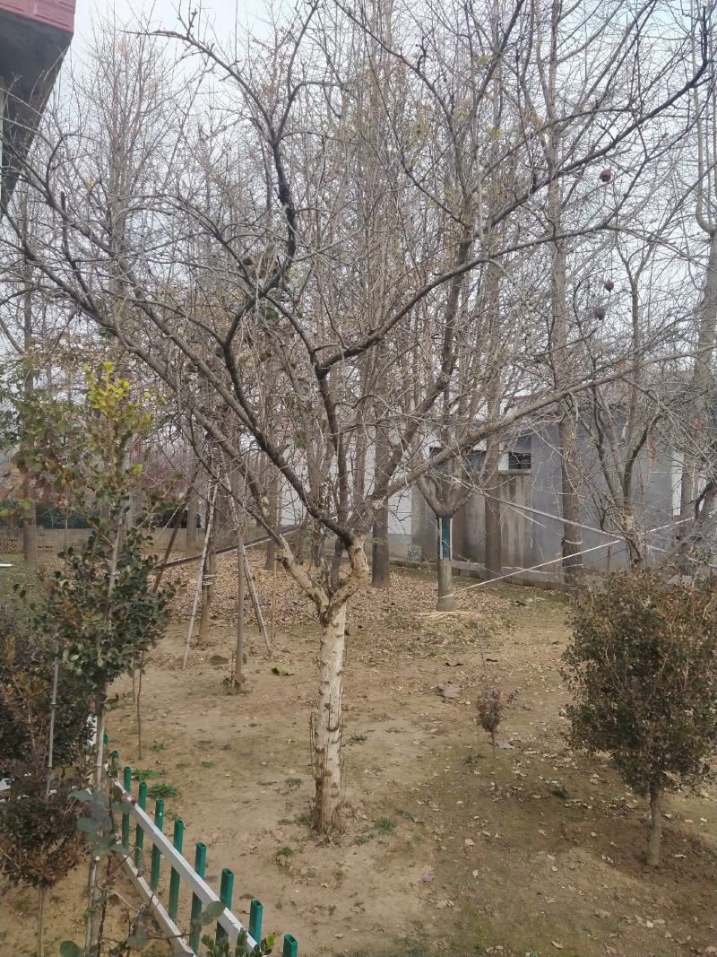 石榴树高杆石榴树造型石榴树丛生石榴古石榴树