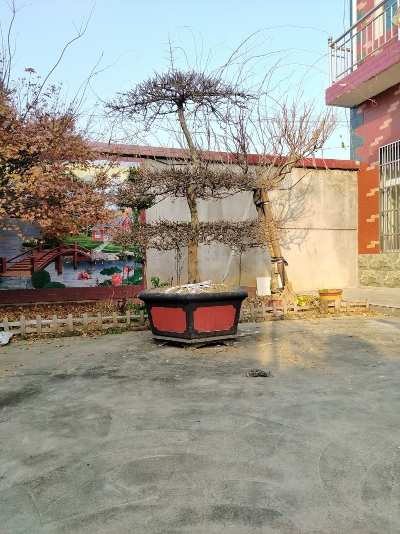 石榴树高杆石榴树造型石榴树丛生石榴古石榴树