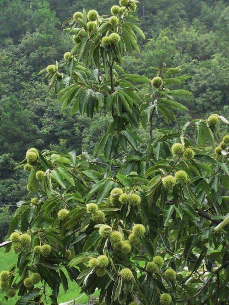 优质嫁接板栗苗基地直发量大从优