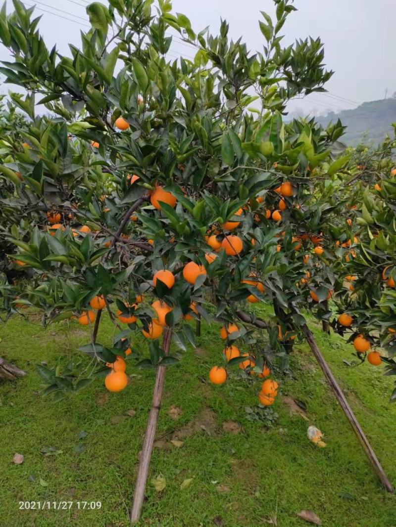 血橙内江新鲜橙子皮薄多汁果香四溢质量上乘欢迎致电订购