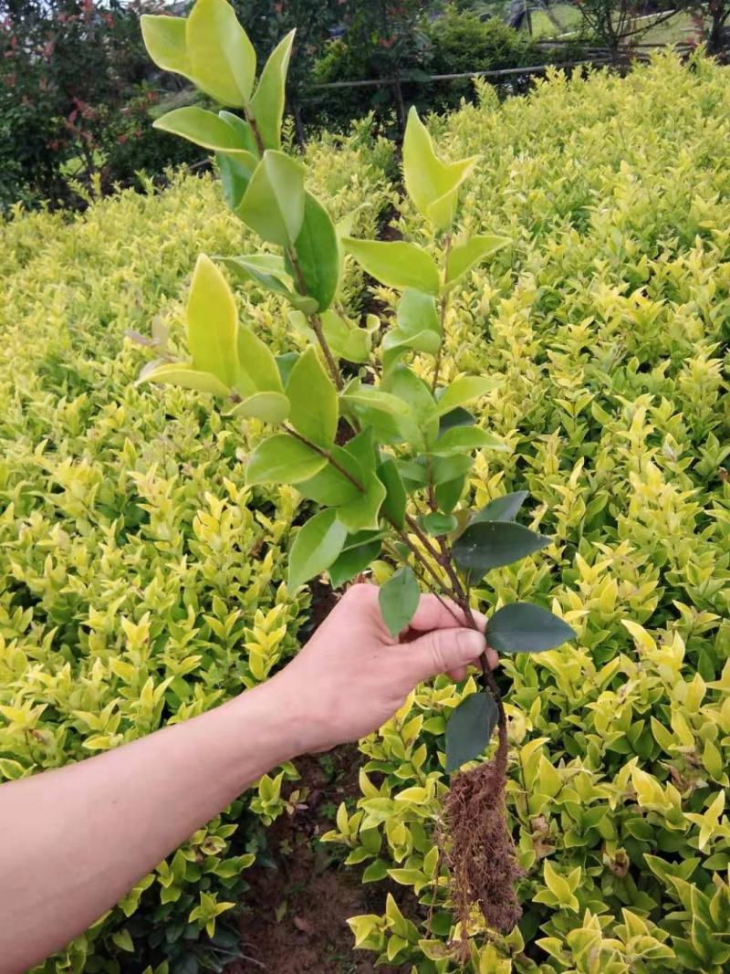 杜鹃苗木树苗四季常青庭院绿化苗木花园植物园林绿植花卉