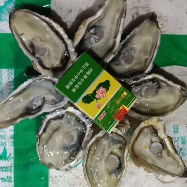 三倍体生蚝乳山三倍体自家海蛎子现捞现发