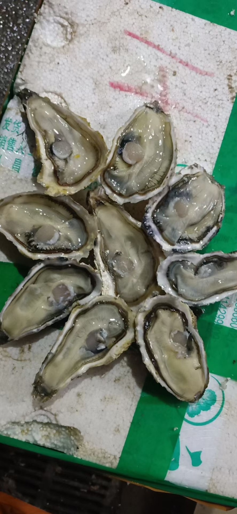 三倍体生蚝乳山三倍体自家海蛎子现捞现发