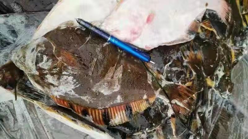 国产偏口鲽鱼，液氮冻，市场批发，生鲜超市特价，电商，食堂