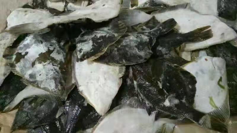 国产偏口鲽鱼，液氮冻，市场批发，生鲜超市特价，电商，食堂