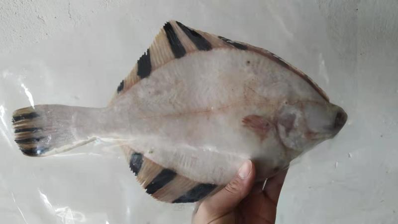 国产偏口鲽鱼，液氮冻，市场批发，生鲜超市特价，电商，食堂