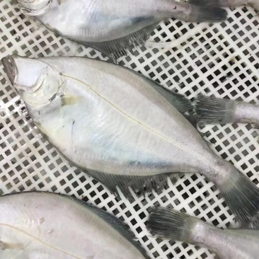 国产偏口鲽鱼，液氮冻，市场批发，生鲜超市特价，电商，食堂